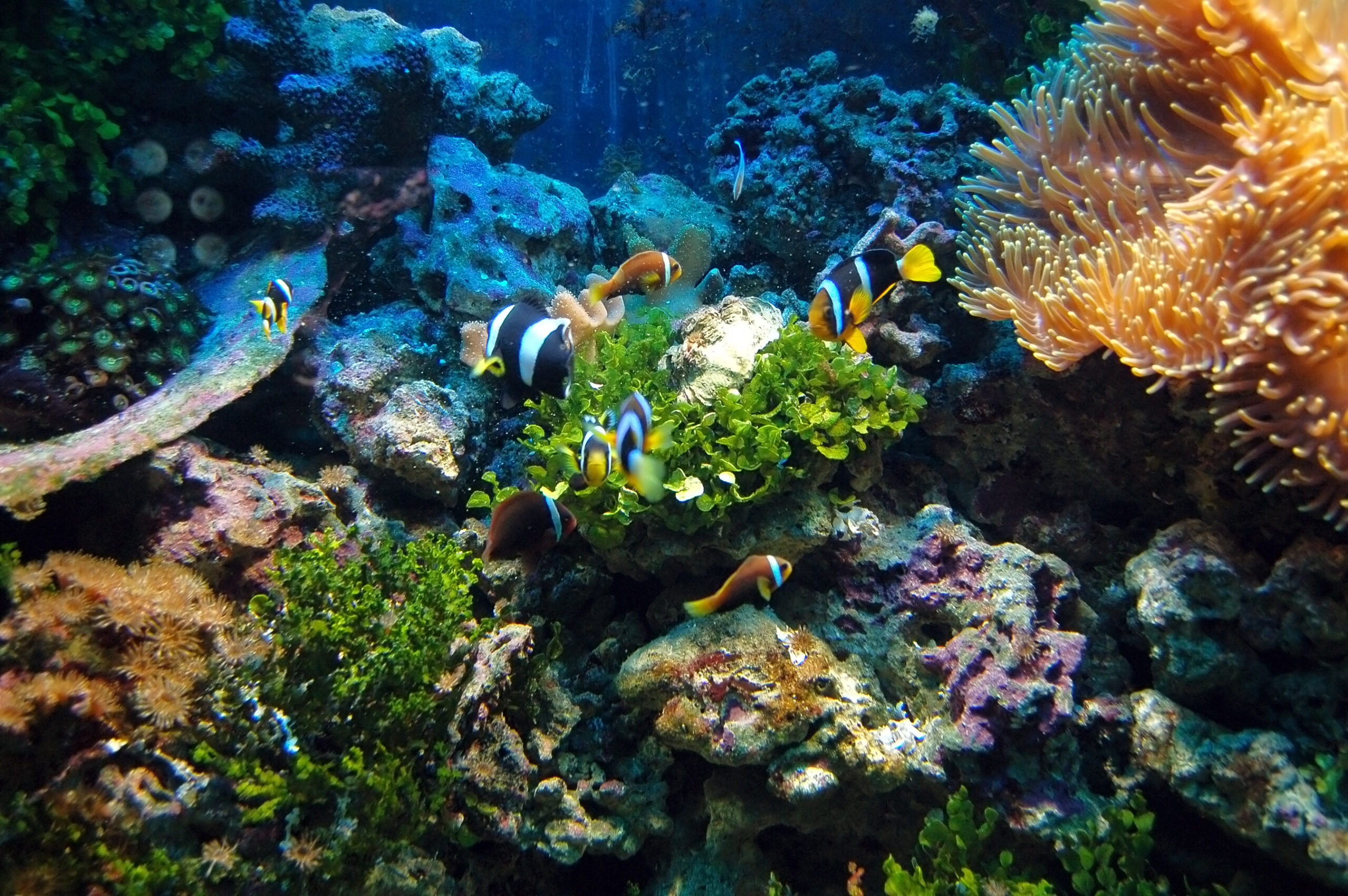 Marine Life Preservation: Stories of Coral Reefs, Sea Turtles, and the Fight for Healthy Oceans Marine Life Preservation: Stories of Coral Reefs, Sea Turtles, and the Fight for Healthy Oceans