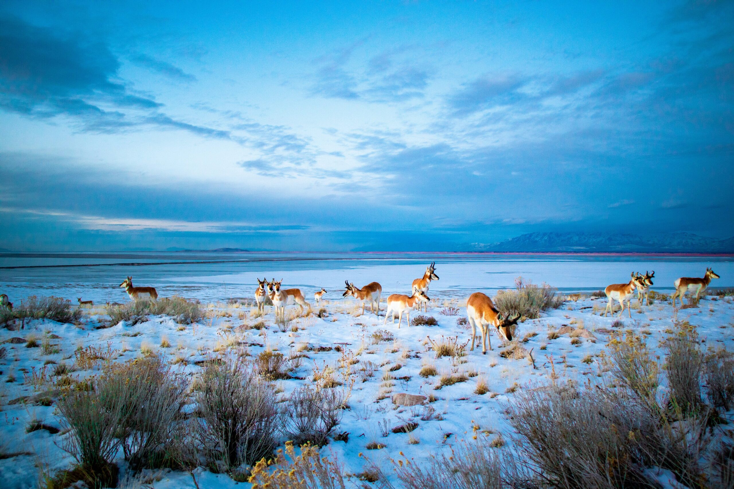 The Great Wildlife Comeback: Inspiring Stories of Species Recovery The Great Wildlife Comeback: Inspiring Stories of Species Recovery
