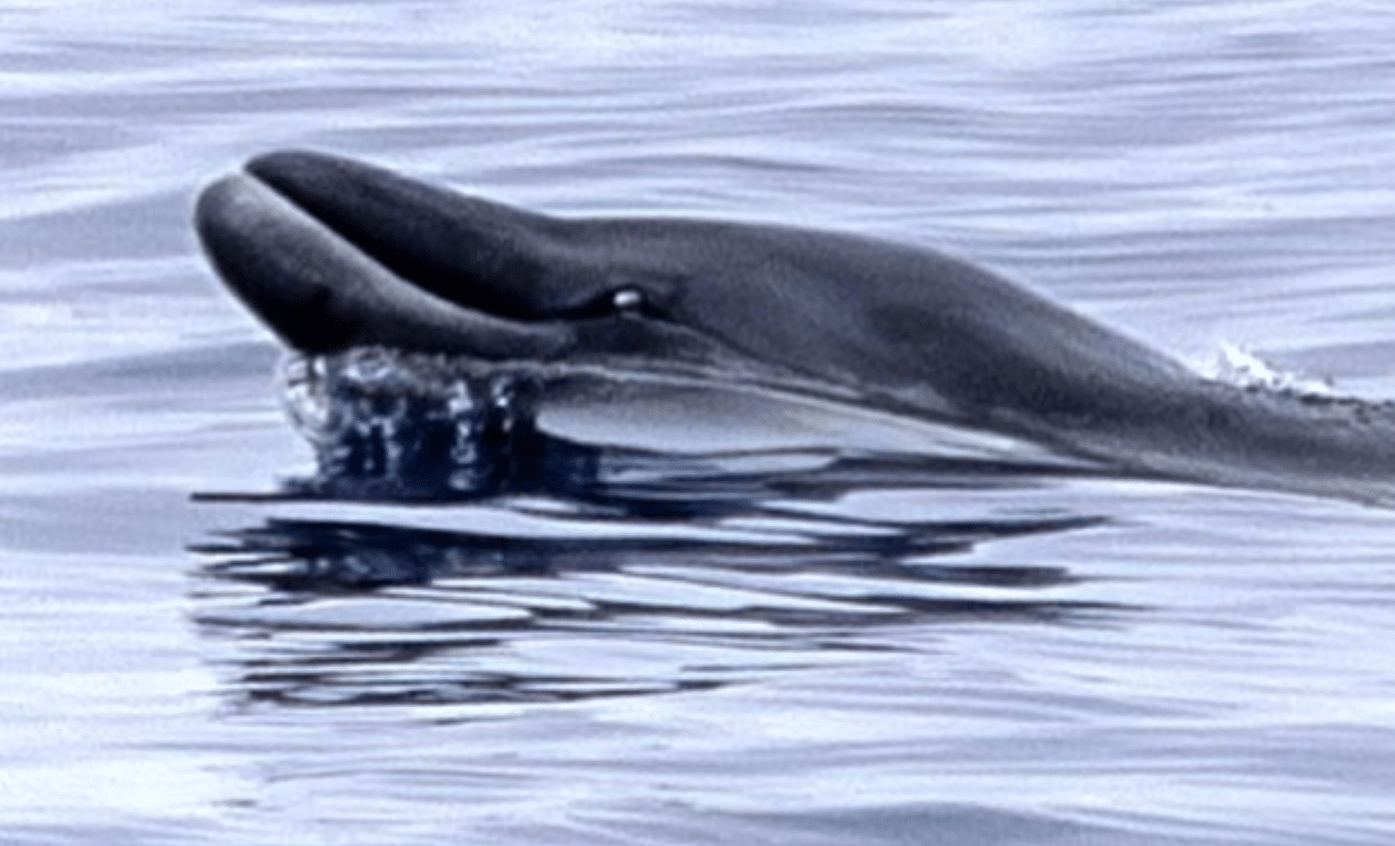 These Rare Whales Had Never Been Seen Alive — Then a Team in Mexico Sighted Two
